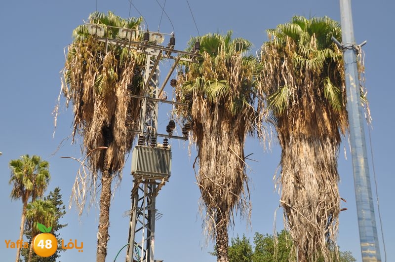 cat lud 910 (25).JPG